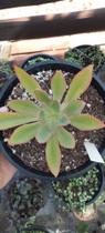 Suculenta Echeveria Pilar cuia 21 Suculenta Echeveria Pilar cuia 21