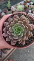 Suculenta Echeveria Pluto
