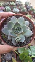 Suculenta Echeveria Punita