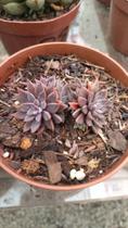 Suculenta Echeveria Rusby- maravilhosa,rara