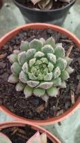 Suculenta Echeveria Scorpions Suculenta Echeveria Scorpions