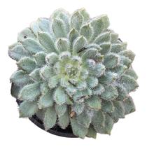 Suculenta echeveria setosa diminuta