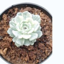Suculenta Echeveria TinkerBell Variegata pote 9 / Pequena Suculenta Echeveria TinkerBell Variegata pote 9 / Pequena