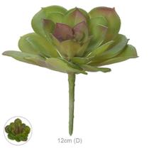 Suculenta Echeveria Verde C/vermelho 10cm