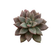 Suculenta Graptoveria Araluen Gem Suculenta Graptoveria Araluen Gem