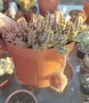 Suculenta Huernia Hystrix - linda flor - Suculentas e Cia Sc