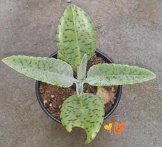 Suculenta Kalanchoe Orelha de Burro