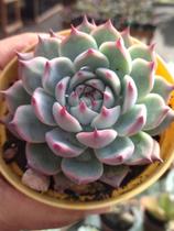 Suculenta Maravilhosa Echeveria Chihuahuensis - Suculentaseciasc