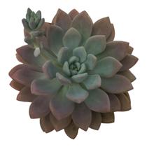 Suculenta Opalina vaso 11cm Suculenta Opalina vaso 11cm