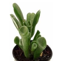 Suculenta Orelha De Shrek ( Crassula Gollum )