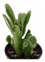 Suculenta Orelha De Shrek ( Crassula Gollum ) - Orquiflora
