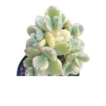 Suculenta Patinha de urso Variegata White pote 6(pequena)