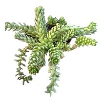 Suculenta Pendente Colar de princesa (Sedum hemsleyanum)