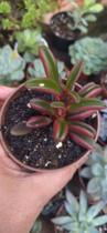 Suculenta Peperomia Graveolens