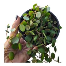 Suculenta Peperomia Pepperspot ou colar de moedas