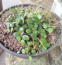 Suculenta Peperomia Rotundifolia - Colar de lentilhas - Suculentas e Cia