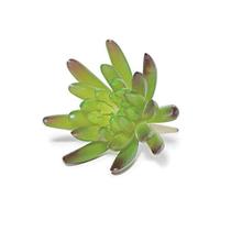 Suculenta Permanente Flor Verde Mart 11673 Suculenta Permanente Flor Verde Mart 11673