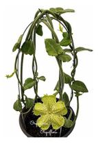 Suculenta Planta Paraquedas Ceropegia Sandersonii Suculenta Planta Paraquedas Ceropegia Sandersonii