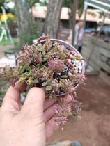 Suculenta Plectranthus Prostatus ou Boldinho Pendente - Suculentas e Cia