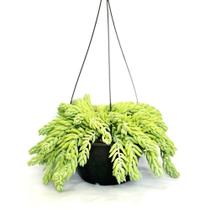 Suculenta Rabo De Burro Sedum Morgenianum Suculenta Rabo De Burro Sedum Morgenianum