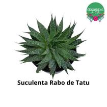 Suculenta rabo de tatu Suculenta rabo de tatu