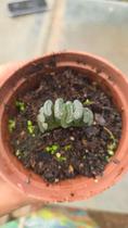 Suculenta Rara Haworthia Truncata