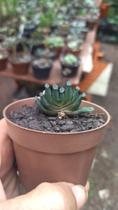 Suculenta Rara Haworthia Truncata