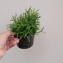 Suculenta ripsallis (rhipsalis cereuscula)