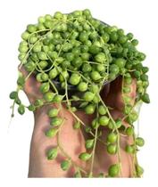 Suculenta Rosario Ou Colar De Perolas - Senecio Rowleyanus cuia 21