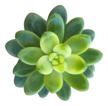 Suculenta Sedeveria Shangrila Variegata Suculenta Sedeveria Shangrila Variegata
