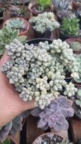 Suculenta Sedum Mendozae