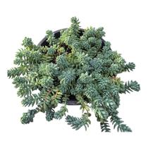 Suculenta Sedum Minor Suculenta Sedum Minor