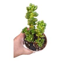 Suculenta Sedum Obesum pt 11 cm Suculenta Sedum Obesum pt 11 cm