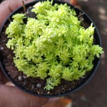 Suculenta Sedum Oro Suculenta Sedum Oro