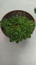 Suculenta Sempervivum Archives pote 11 Suculenta Sempervivum Archives pote 11