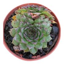 Suculenta Sempervivum Calcareum Suculenta Sempervivum Calcareum