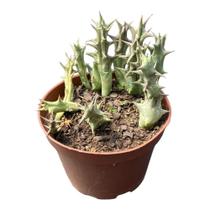 Suculenta Stapelia Orbea Flor Amarela Planta De Coleção Rara Suculenta Stapelia Orbea Flor Amarela Planta De Coleção Rara