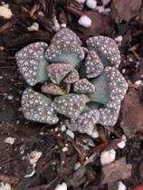 Suculenta TITANOPSIS CALCAREA