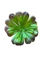Suculenta verde - 13 cm Suculenta verde - 13 cm