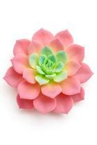 Suculenta vermelho claro - 11 cm