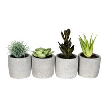 Suculentas artificiais em vasos Vickerman 15 cm, conjunto de 4 Suculentas artificiais em vasos Vickerman 15 cm, conjunto de 4