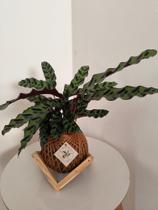 Suporte de madeira irregular para kokedamas G