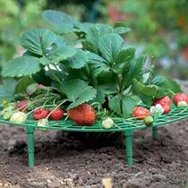 Suporte para Plantas de Morango Iceyyyy Kit com 5 Unidades e 4 Pernas Suporte para Plantas de Morango Iceyyyy Kit com 5 Unidades e 4 Pernas