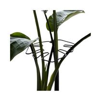 Suporte Para Plantas Monstera Em Metal Durável, Treinador De Plantas Trepadeiras, Estabilizador