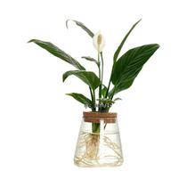 Suporte Para Vaso De Vidro Para Plantas Hidropônicas, Decoração De Mesa Para Escritório E Casa, 1