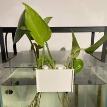 Suporte Plantas Aquário 5 Furos - Hidroponia Jiboia e Mudas Clip Suporte Hanger 5 slots