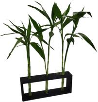 Suporte Triplo em Madeira e Vaso de Vidro com Bambu da Sorte - Feng Shui