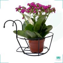 Suporte Vasos Plantas Para Pendurar Jardim Vertical Europeu