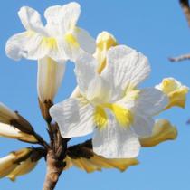Tabebuia roseo-alba (Ipê branco) - Sementes Tabebuia roseo-alba (Ipê branco) - Sementes