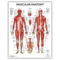 Tabela anatômica do sistema muscular do laboratório de anatomia 44x57cm laminada